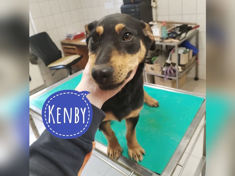 Kenby ein fröhlicher freundlicher Bub