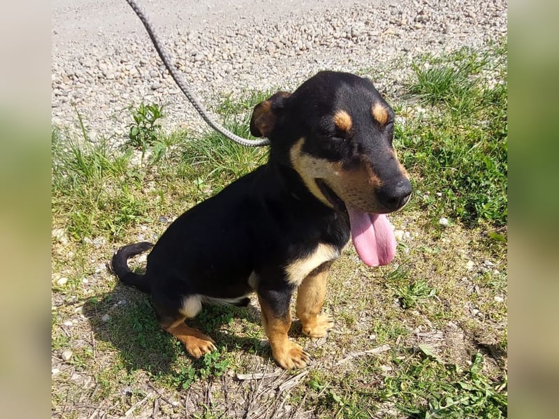 Kenby ein fröhlicher freundlicher Bub