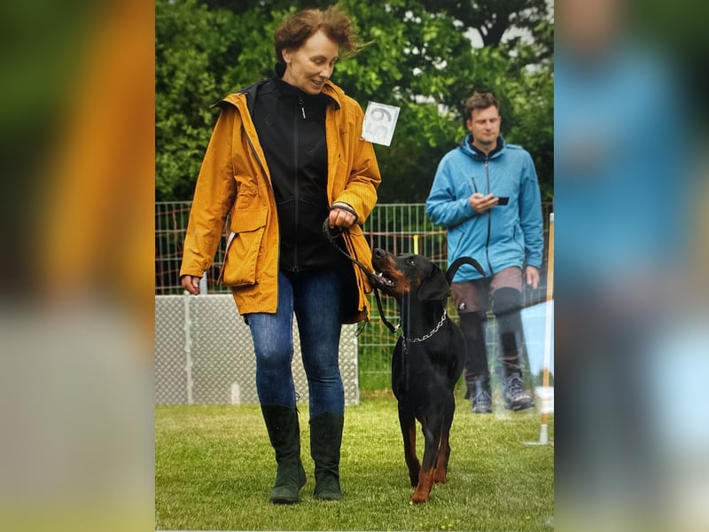 Dobermann Deckrüde