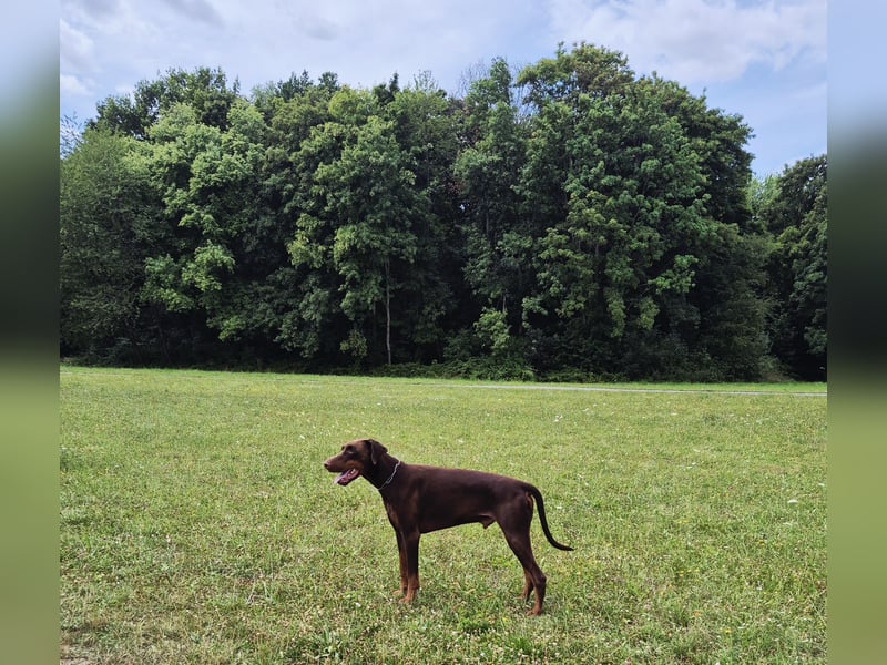 Dobermann Rüde