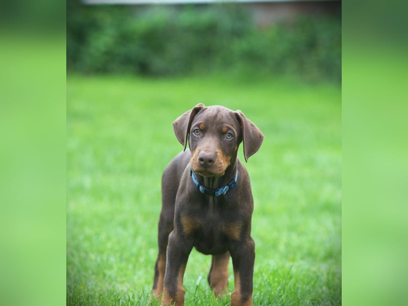 Dobermann Welpen aus Leistung und Schönheit - FCI