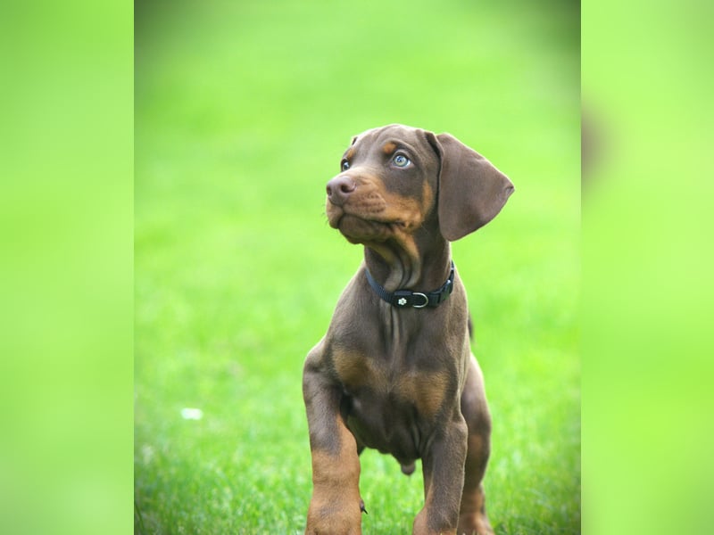 Dobermann Welpen aus Leistung und Schönheit - FCI