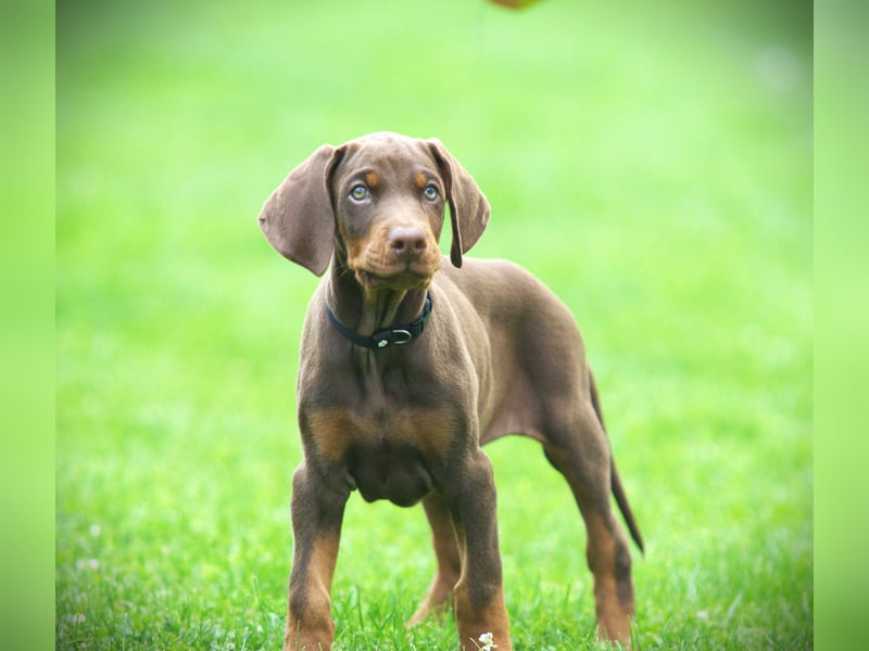 Dobermann Welpen aus Leistung und Schönheit - FCI