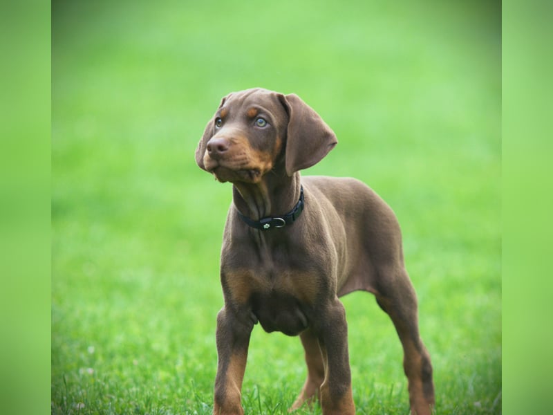 Dobermann Welpen aus Leistung und Schönheit - FCI