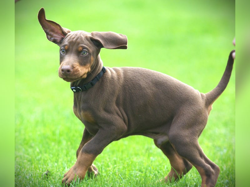 Dobermann Welpen aus Leistung und Schönheit - FCI