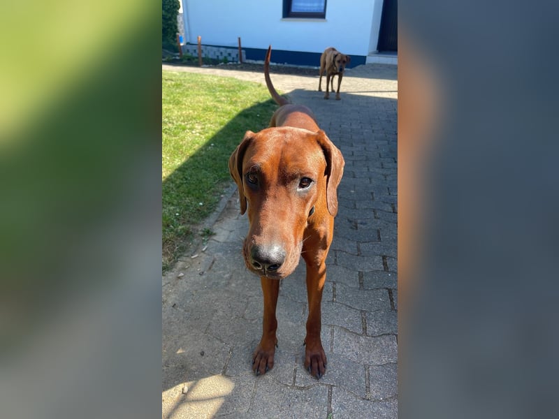 Dobermann/Ridgeback Rüde sucht neues Zuhause
