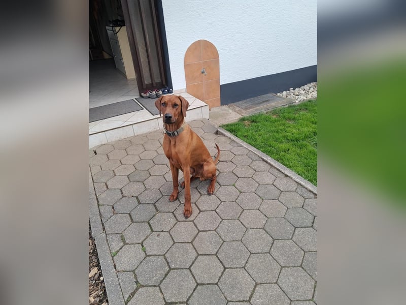 Dobermann/Ridgeback Rüde sucht neues Zuhause