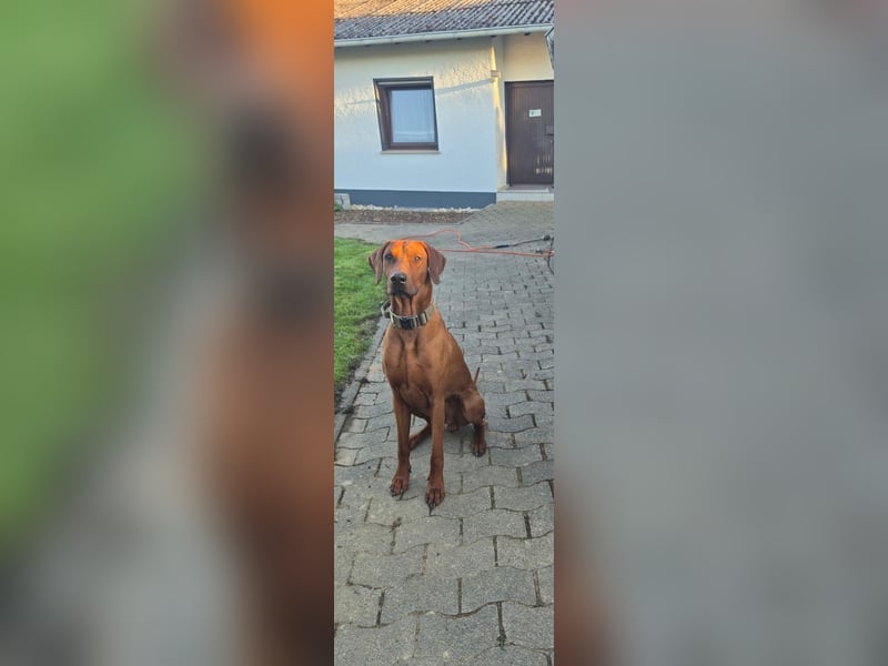 Dobermann/Ridgeback Rüde sucht neues Zuhause