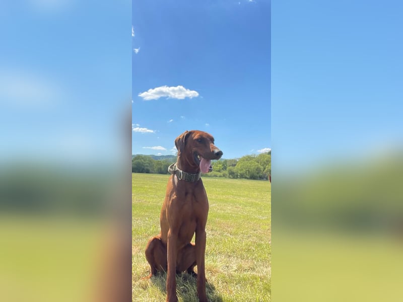 Dobermann/Ridgeback Rüde sucht neues Zuhause
