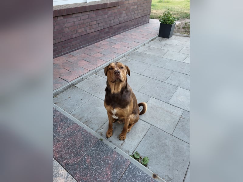 Dobermann Mischling