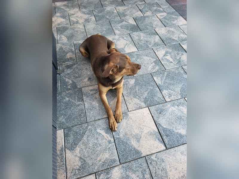 Dobermann Mischling