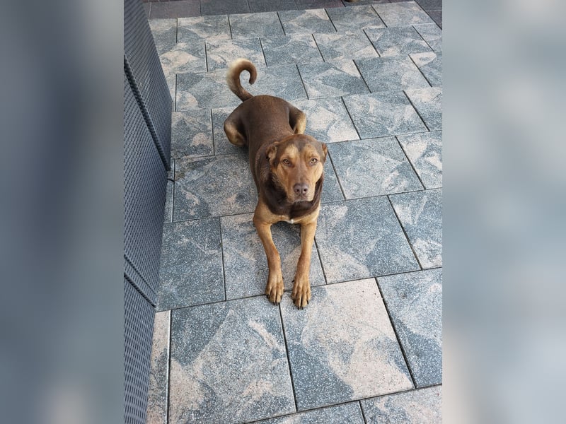 Dobermann Mischling