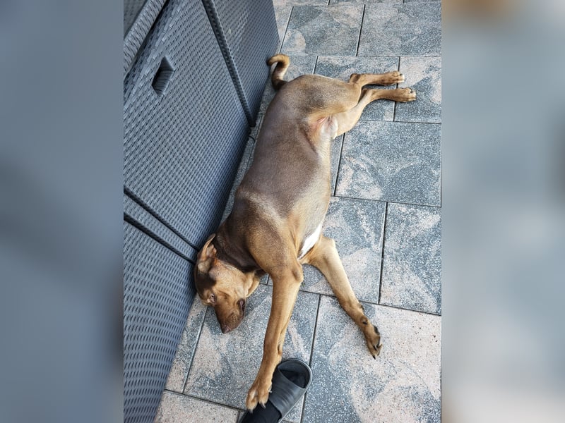 Dobermann Mischling
