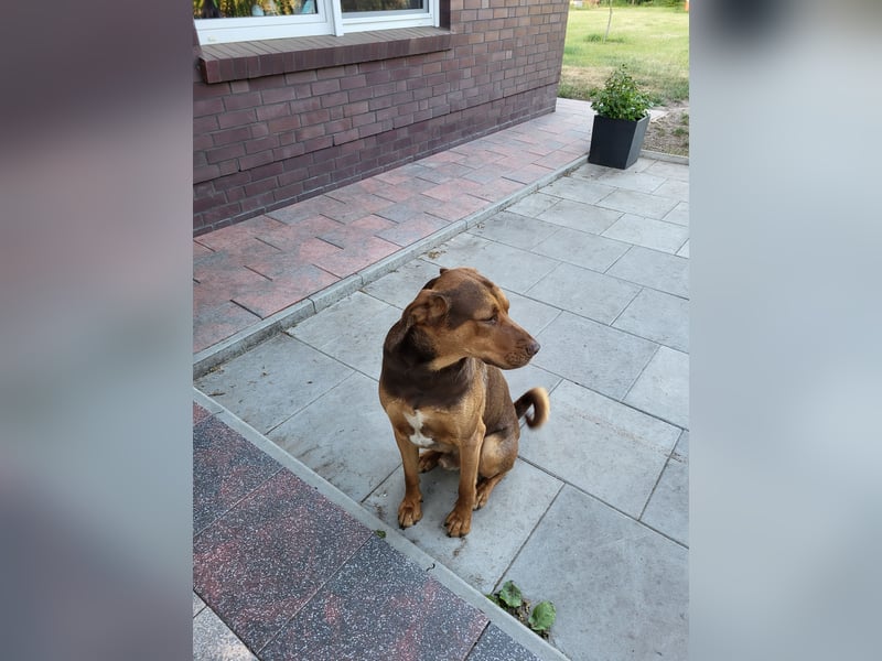 Dobermann Mischling