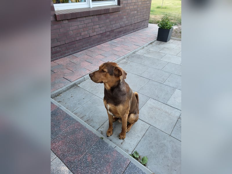 Dobermann Mischling