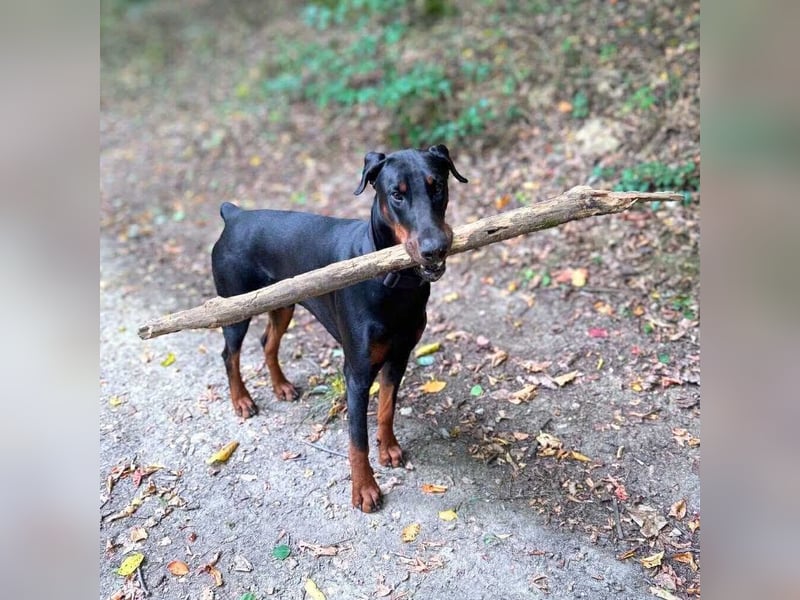 Stöpsel - Dobermann-Riesenbaby