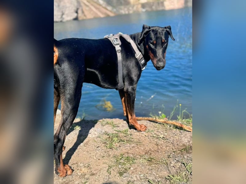 Stöpsel - Dobermann-Riesenbaby