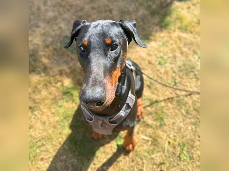Stöpsel - Dobermann-Riesenbaby