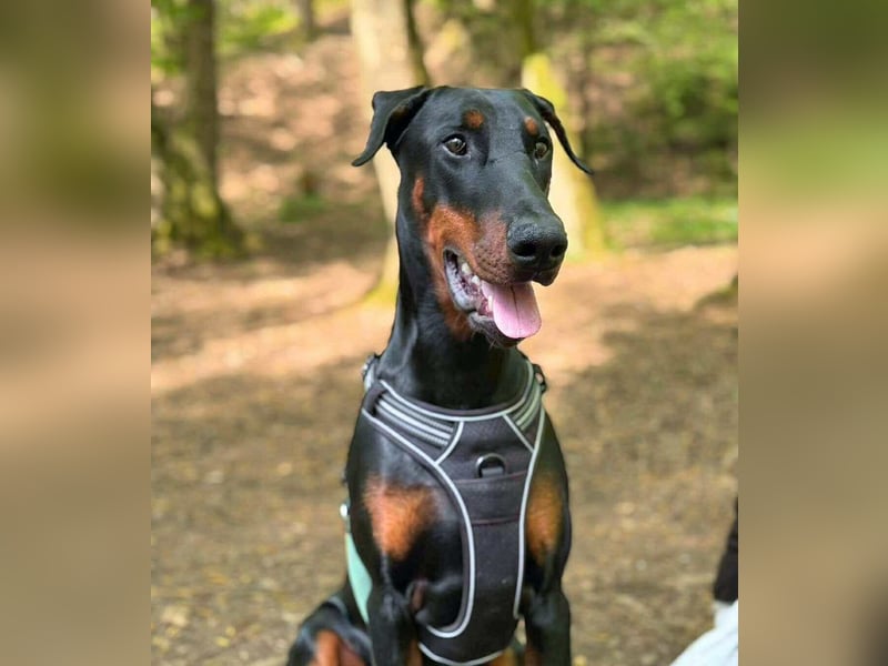 Stöpsel - Dobermann-Riesenbaby