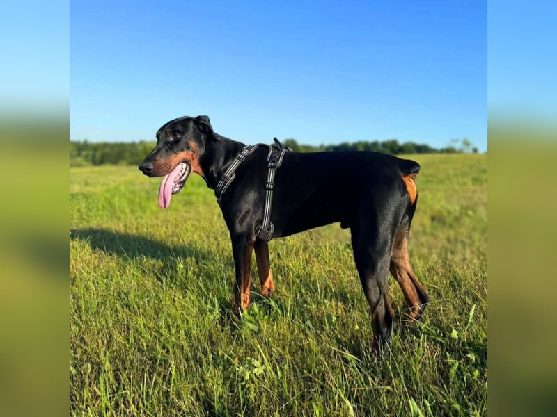 Stöpsel - Dobermann-Riesenbaby