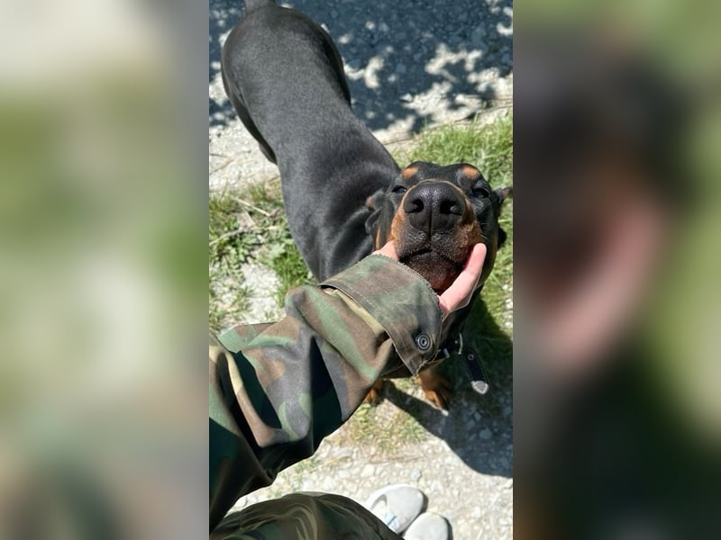Wunderschöner Dobermann in gute Hände abzugeben