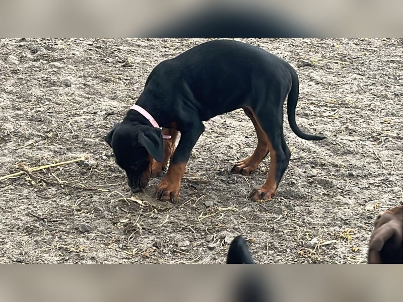 Dobermann Welpen zu verkaufen