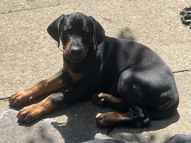Dobermann Welpen zu verkaufen