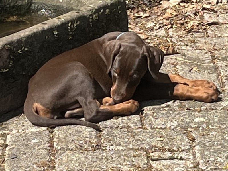 Dobermann Welpen zu verkaufen