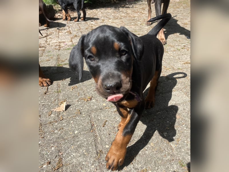 Dobermann Welpen zu verkaufen