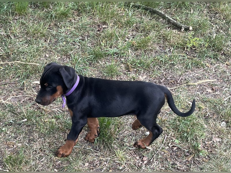 Dobermann Welpen zu verkaufen