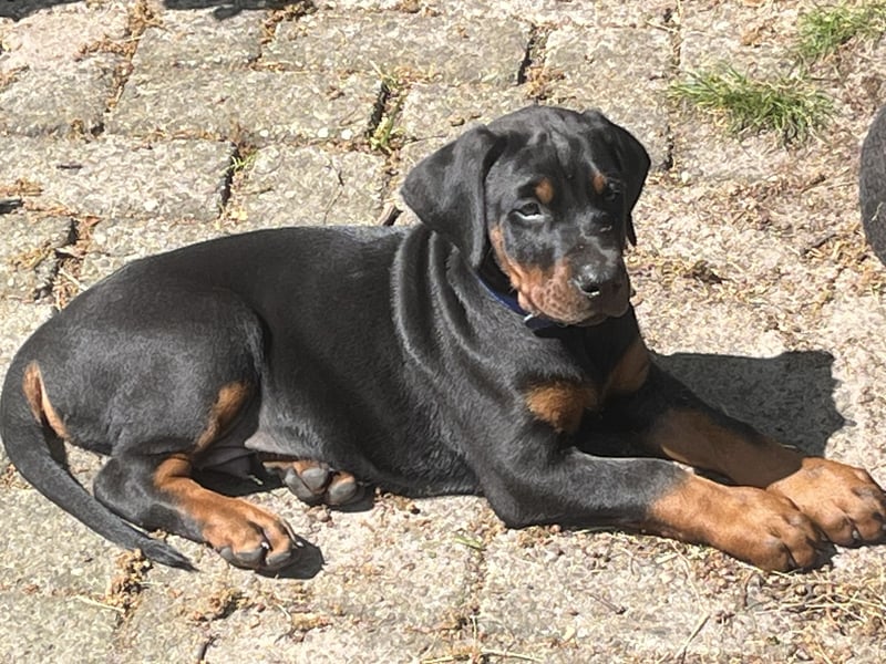 Dobermann Welpen zu verkaufen