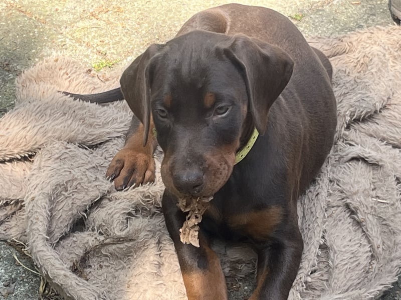 Dobermann Welpen zu verkaufen