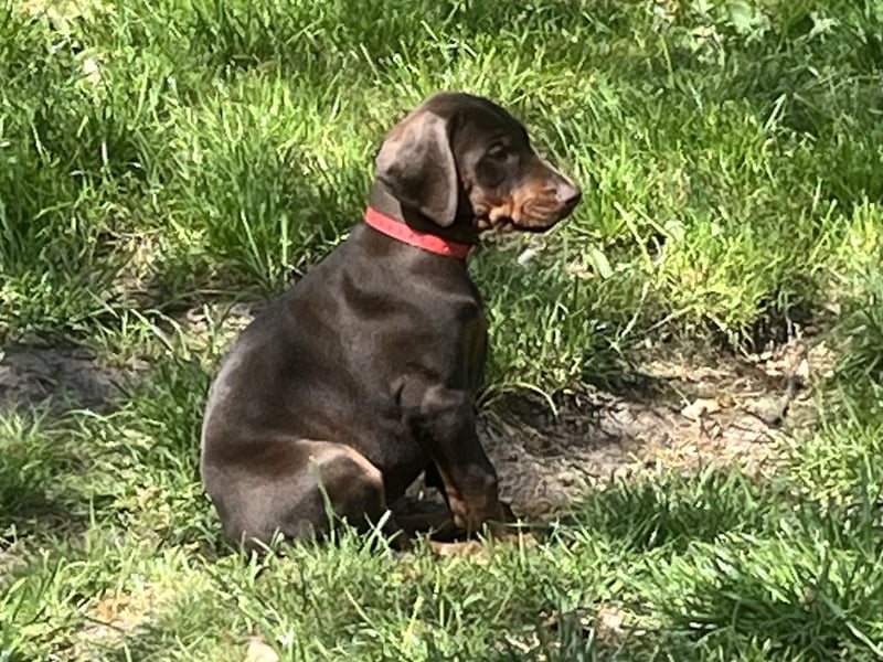 Dobermann Welpen zu verkaufen
