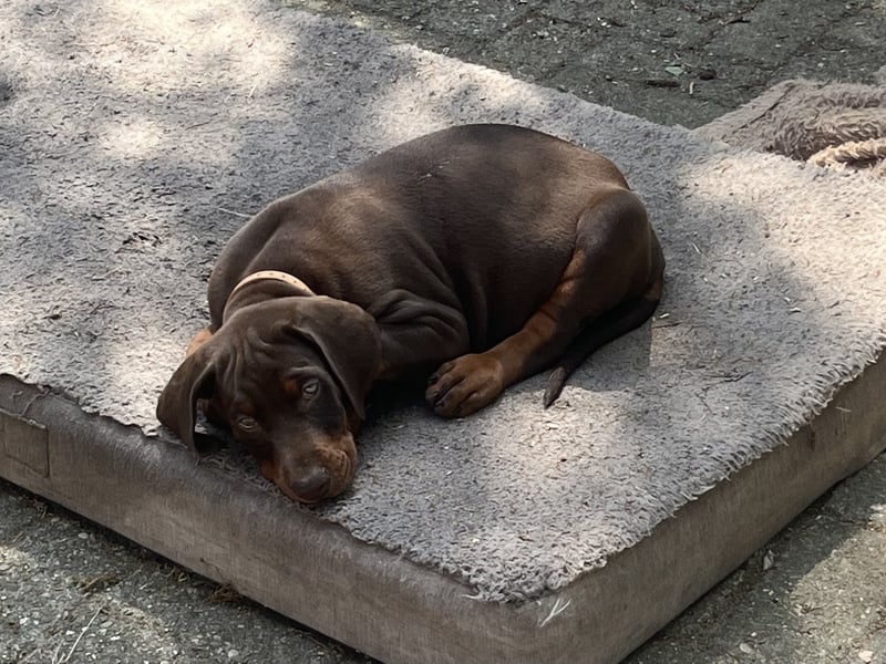 Dobermann Welpen zu verkaufen