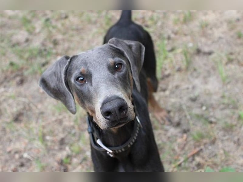Finn, Dobermann, geb. 2023, sucht liebevolle und geduldige Besitzer