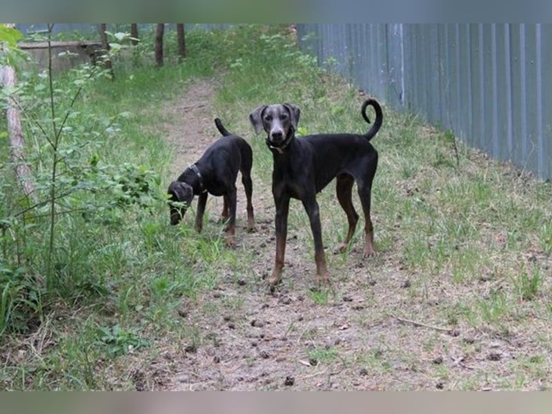 Finn, Dobermann, geb. 2023, sucht liebevolle und geduldige Besitzer