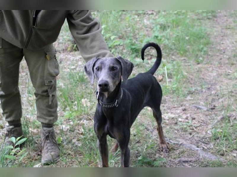 Finn, Dobermann, geb. 2023, sucht liebevolle und geduldige Besitzer