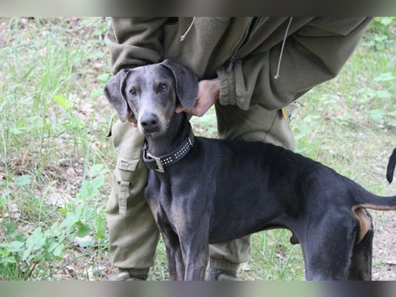 Finn, Dobermann, geb. 2023, sucht liebevolle und geduldige Besitzer