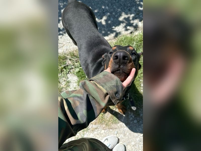 Wunderschöner Dobermann rüde sucht zu Hause für immer.
