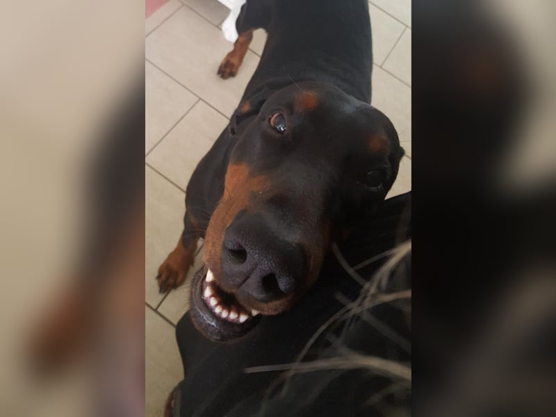 Wunderschöner Dobermann rüde sucht zu Hause für immer.