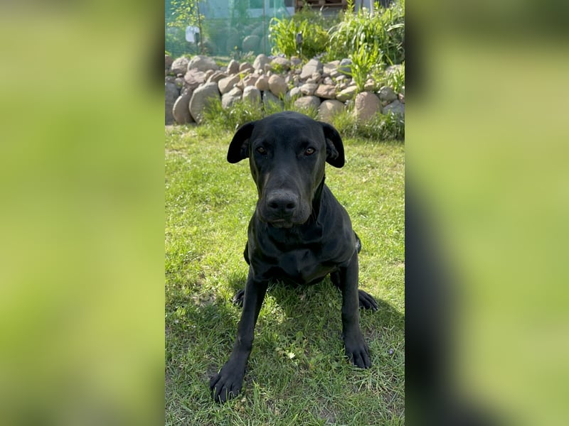 Dobermann und American Bully Mix