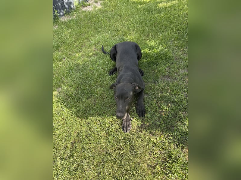 Dobermann und American Bully Mix