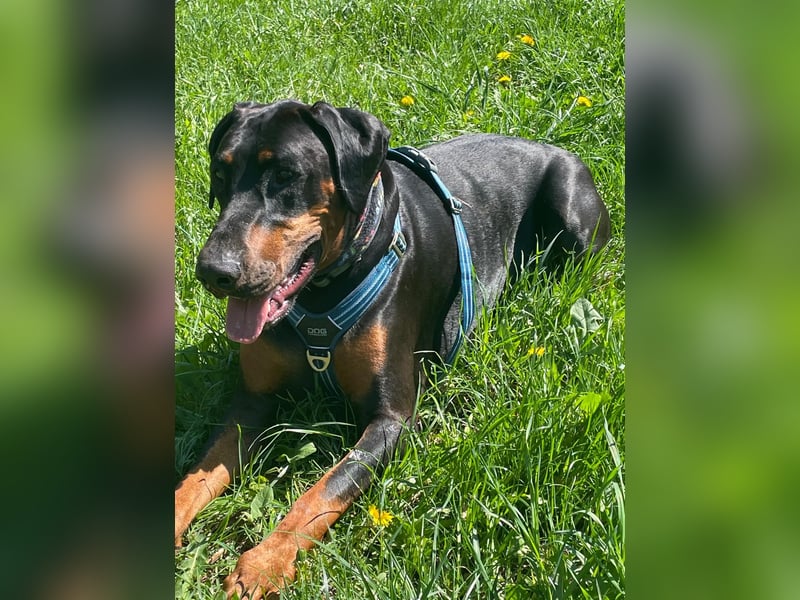 Paco sucht Menschen mit Erfahrung