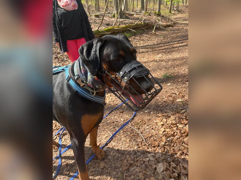 Paco sucht Menschen mit Erfahrung