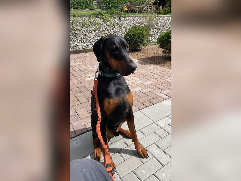 Paco sucht Menschen mit Erfahrung