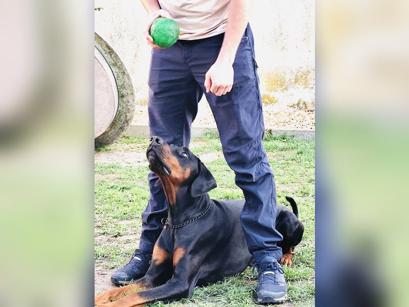 Kinski sucht sein Körbchen