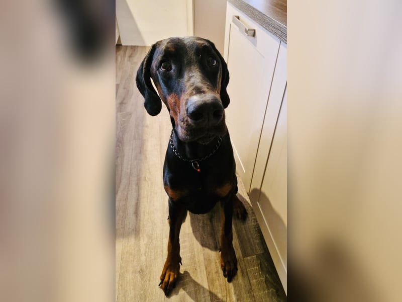 Kinski sucht sein Körbchen