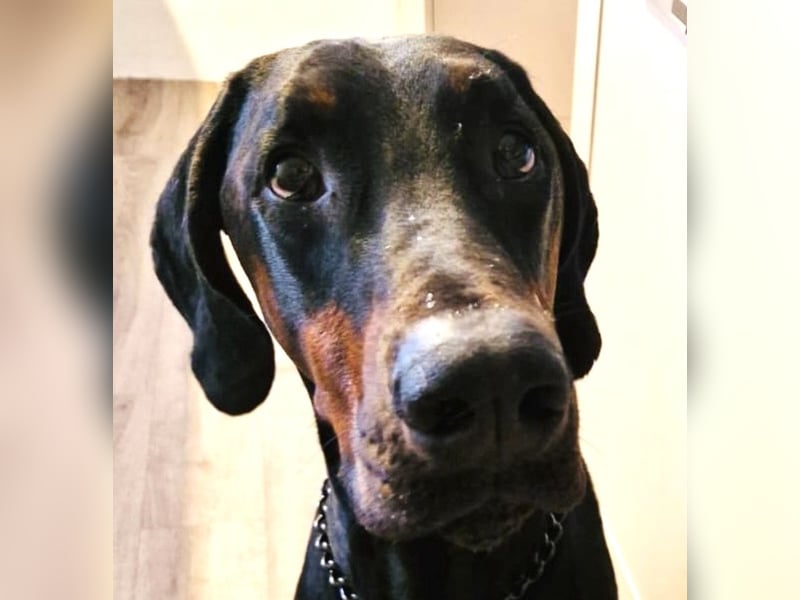 Kinski sucht sein Körbchen