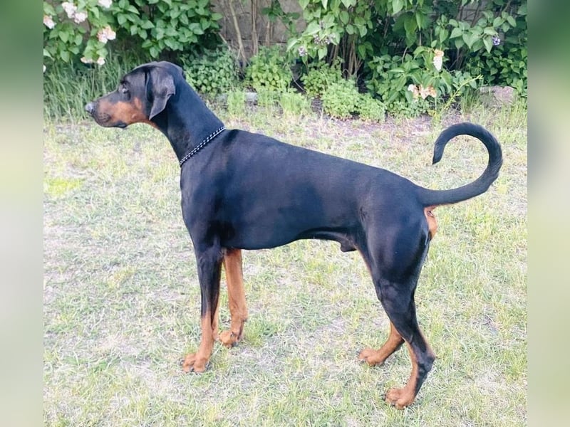 Kinski sucht sein Körbchen