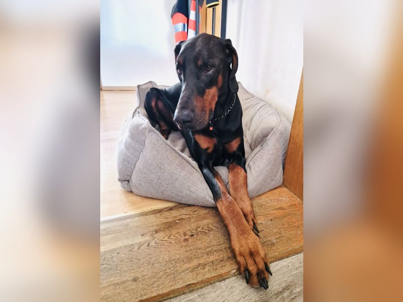 Kinski sucht sein Körbchen